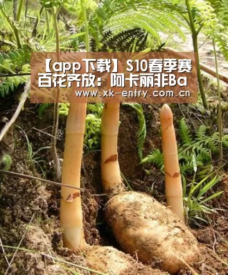 【app下载】S10春季赛百花齐放：阿卡丽非Ban必选！仅10位英雄未上场(图2)