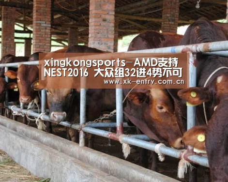 xingkongsports-AMD支持NEST2016 大众组32进4势不可挡(图3) app下载